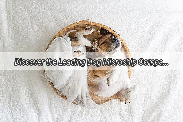 Discover the Leading Dog Microchip Companies in China Your Ultimate Pet Identification Guide